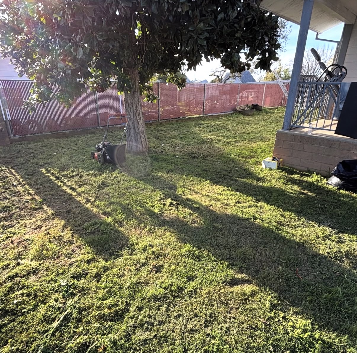 Backyard lawn freshly mowed around a mature tree