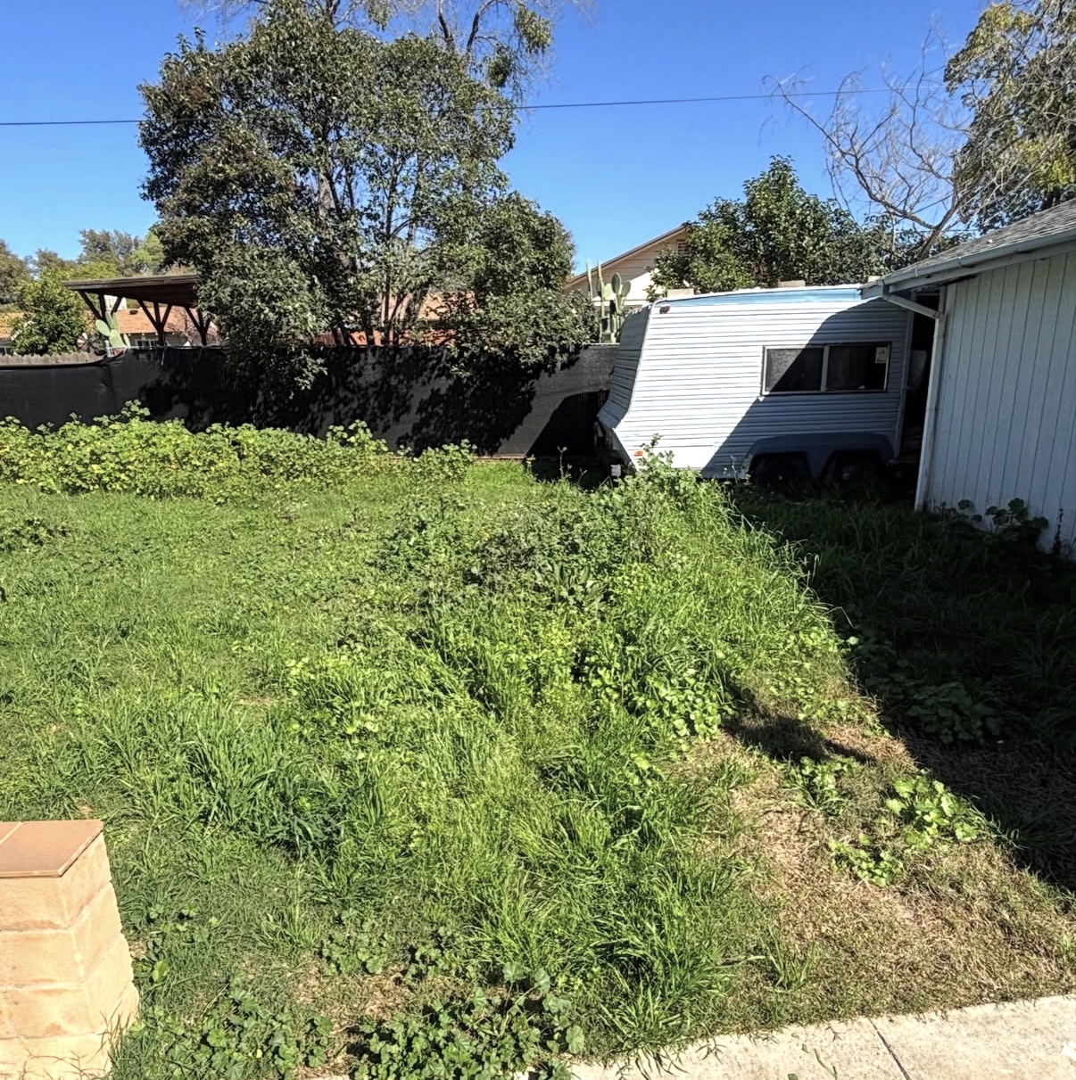 Overgrown backyard before service