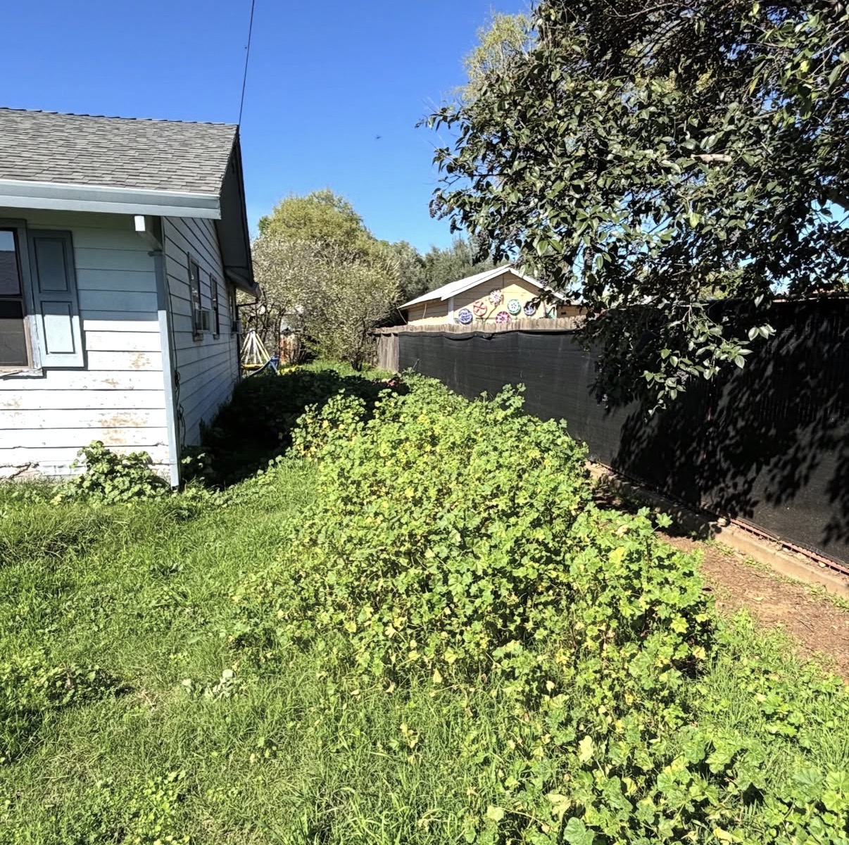 Overgrown side yard before service